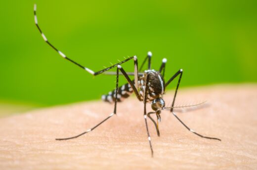 Dengue Manifestations Traitements